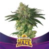 LEBRON HAZE · BSF Seeds · kaufen cannabis samen · Fem