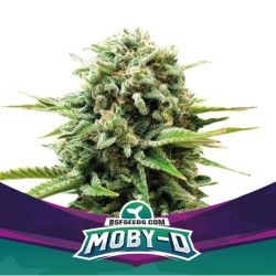 MOBY-D · BSF Seeds · kaufen...