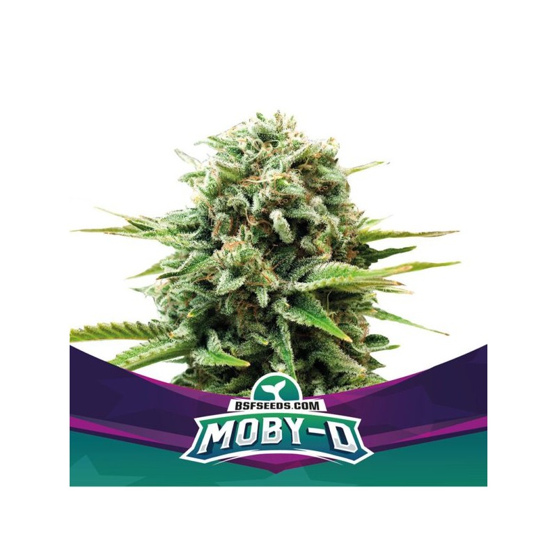 MOBY-D · BSF Seeds · kaufen cannabis samen · Fem