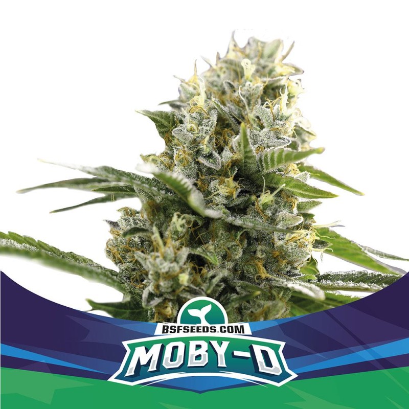 MOBY-D XXL AUTO · BSF Seeds · graines de cannabis · AutoFem