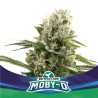 MOBY-D XXL AUTO · BSF Seeds · graines de cannabis · AutoFem