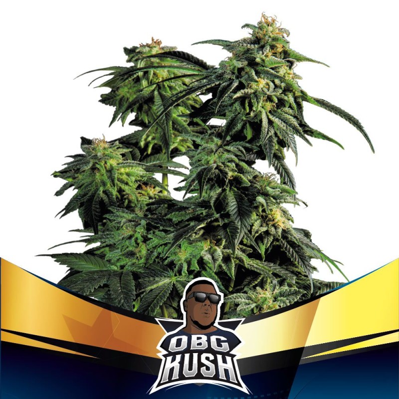 OBG KUSH FAST VERSION · BSF Seeds · graines de cannabis · Fem