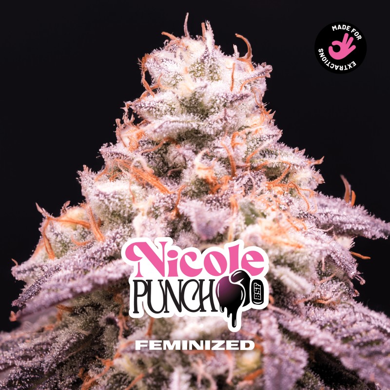 NICOLE PUNCH · BSF Seeds · cannabis samen · Fem