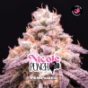 NICOLE PUNCH · BSF Seeds · kenevir tohum · Fem