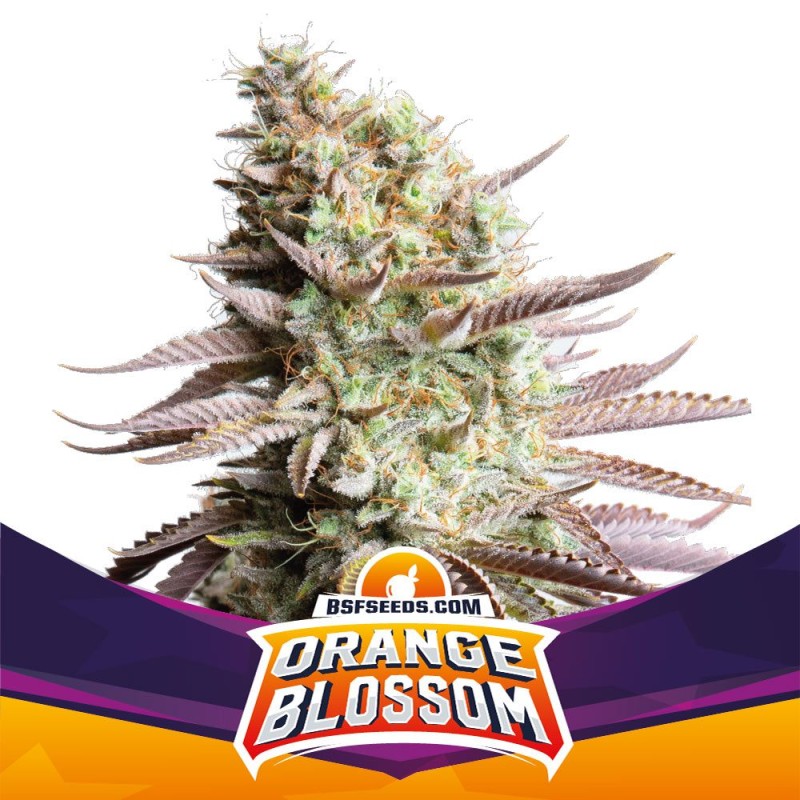 ORANGE BLOSSOM · BSF Seeds · cannabis samen · Fem