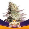 ORANGE BLOSSOM · BSF Seeds · kenevir tohum · Fem