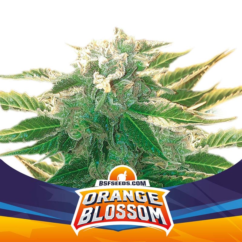 ORANGE BLOSSOM XXL AUTO · BSF Seeds · cannabis samen · AutoFem