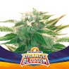 ORANGE BLOSSOM XXL AUTO · BSF Seeds · cannabis seeds · AutoFem
