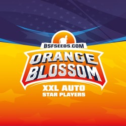 ORANGE BLOSSOM XXL AUTO · BSF Seeds · kenevir tohum · AutoFem