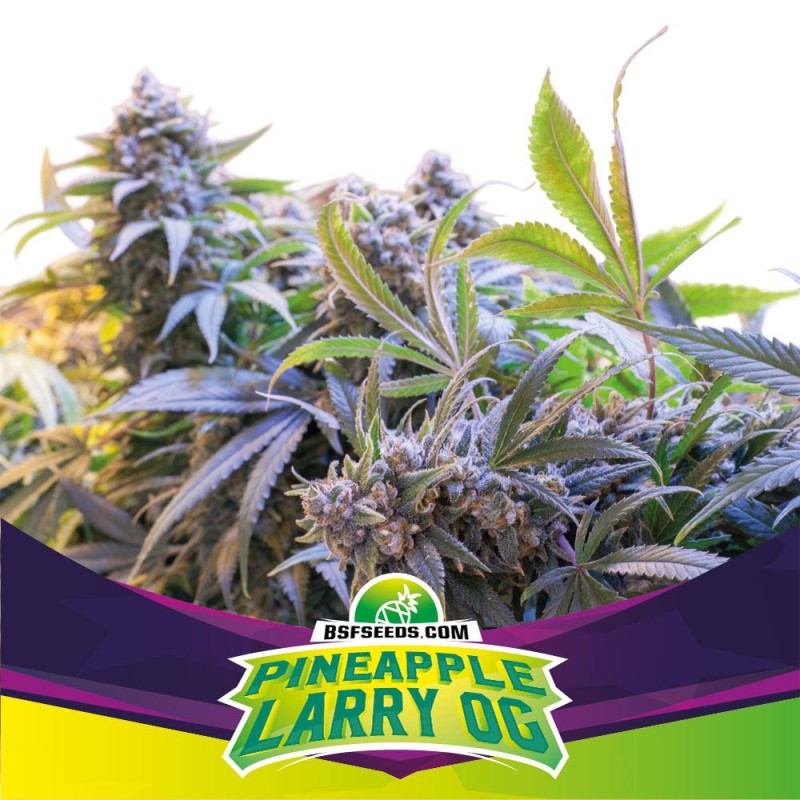 PINEAPPLE LARRY OG · BSF Seeds · cannabis samen · Fem