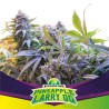 PINEAPPLE LARRY OG · BSF Seeds · graines de cannabis · Fem