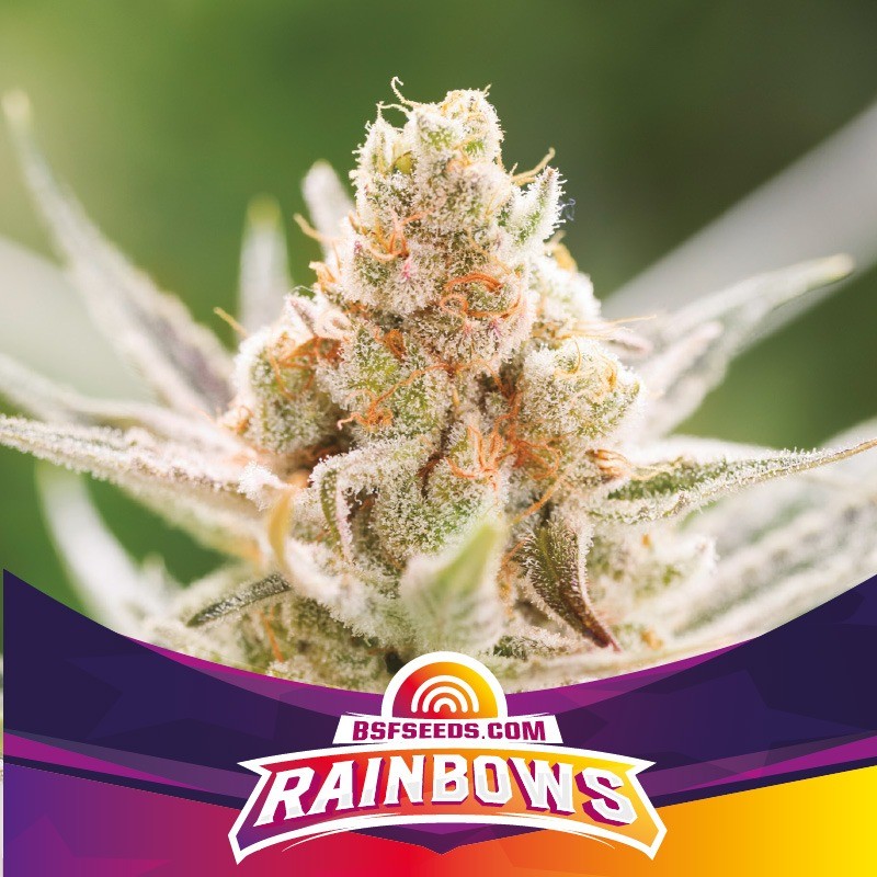 RAINBOWS · BSF Seeds · cannabis samen · Fem