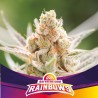 RAINBOWS · BSF Seeds · cannabis samen · Fem