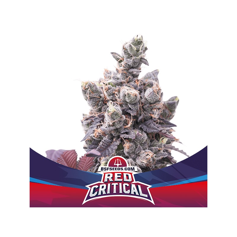 RED CRITICAL AUTO · BSF Seeds · sementes de maconha · AutoFem