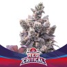 RED CRITICAL AUTO · BSF Seeds ·  cannabis samen · AutoFem