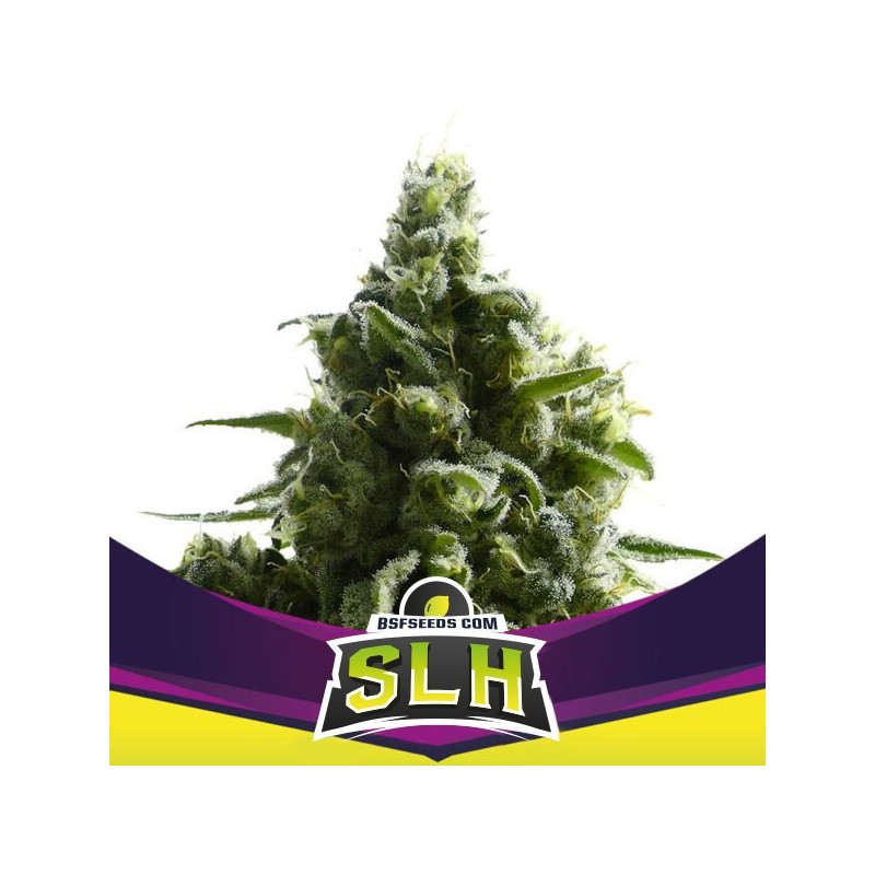 SLH - SUPER LEMON HAZE · BSF Seeds · cannabis samen · Fem