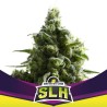 SLH - SUPER LEMON HAZE · BSF Seeds · cannabis samen · Fem