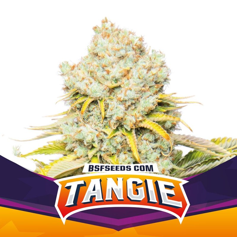 TANGIE · BSF Seeds · sementes de maconha · Fem