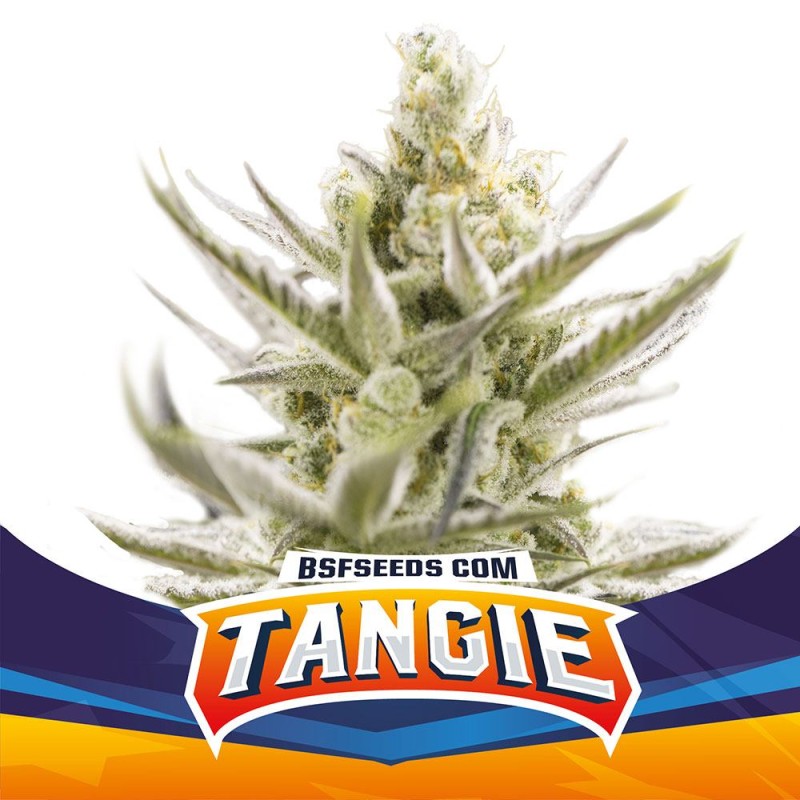 TANGIE XXL AUTO · BSF Seeds · graines de cannabis · AutoFem