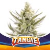 TANGIE XXL AUTO · BSF Seeds · sementes de maconha · AutoFem