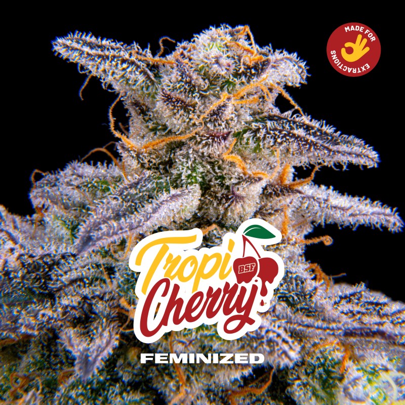 TROPICHERRY · BSF Seeds · cannabis samen · Fem