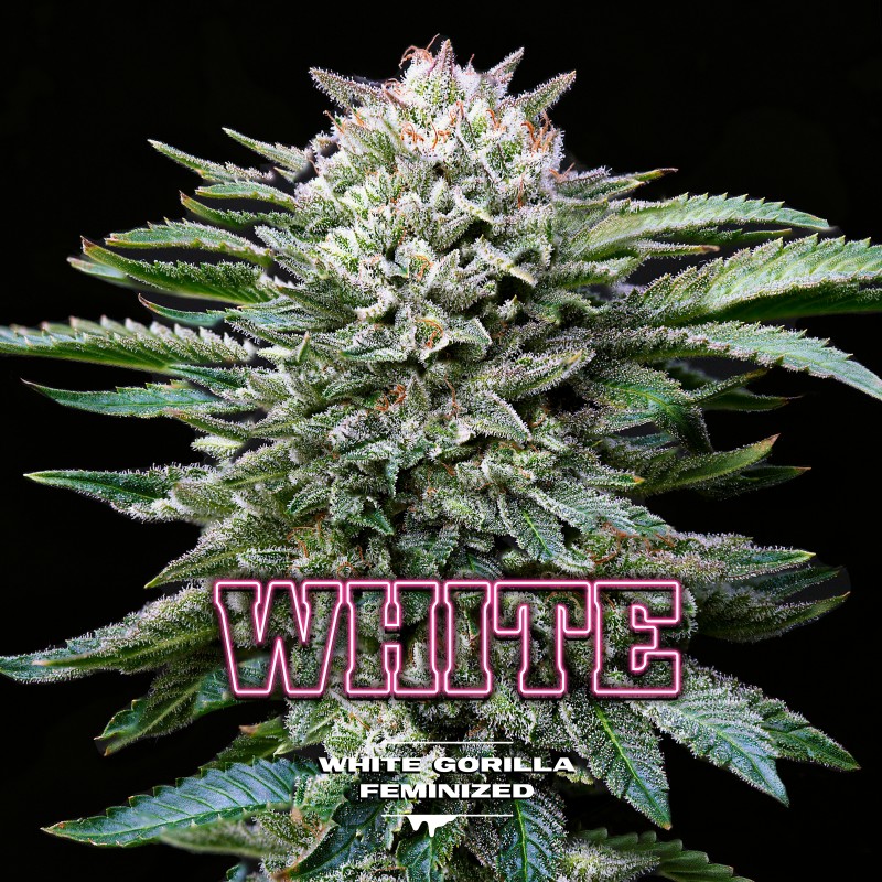 WHITE GORILLA · BSF Seeds · graines de cannabis · Fem