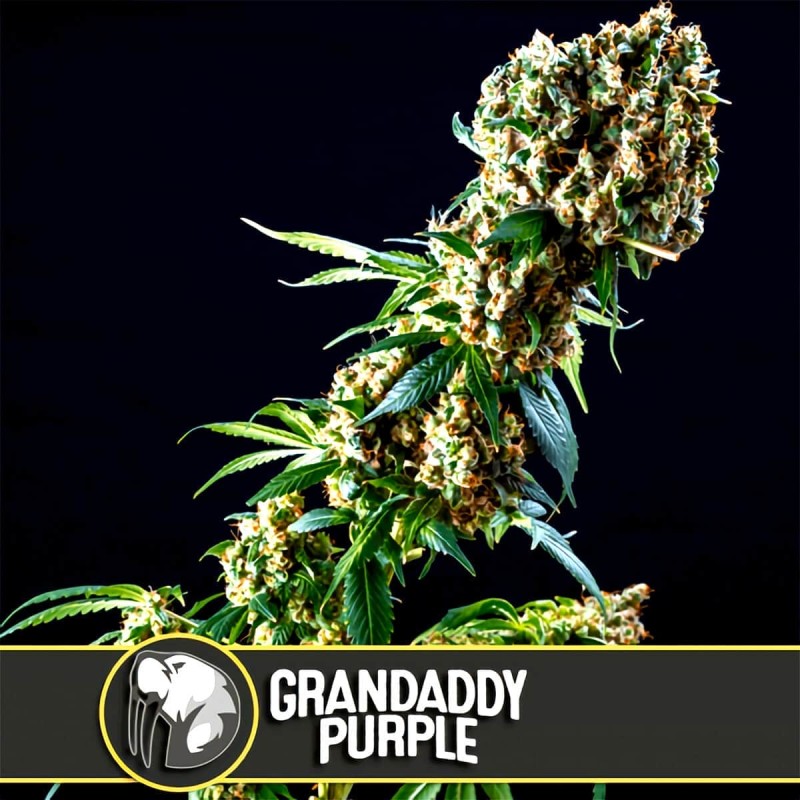 Grandaddy Purple · Blimburn Seeds · graines de cannabis · Fem