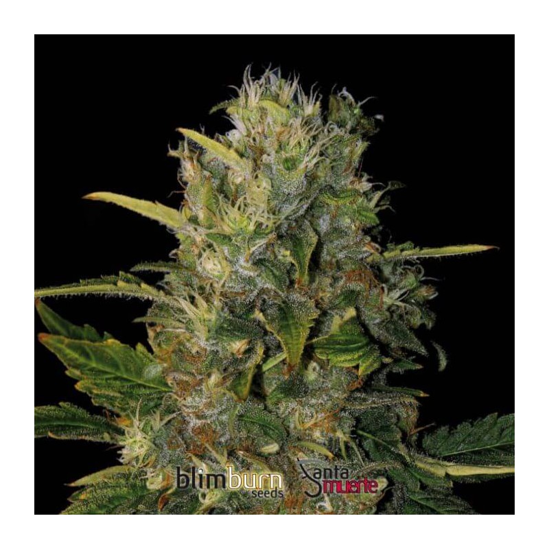 Santa Muerte FB · Blimburn Seeds · kaufen cannabis samen · Fem
