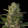 Santa Muerte FB · Blimburn Seeds · kaufen cannabis samen · Fem
