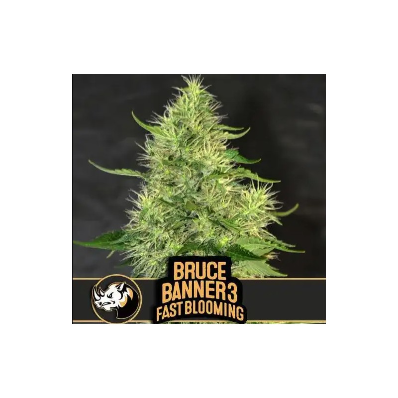 Bruce Banner 3 FB · Blimburn Seeds · kaufen cannabis samen · Fem