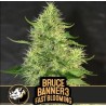 Bruce Banner 3 FB · Blimburn Seeds · kaufen cannabis samen · Fem