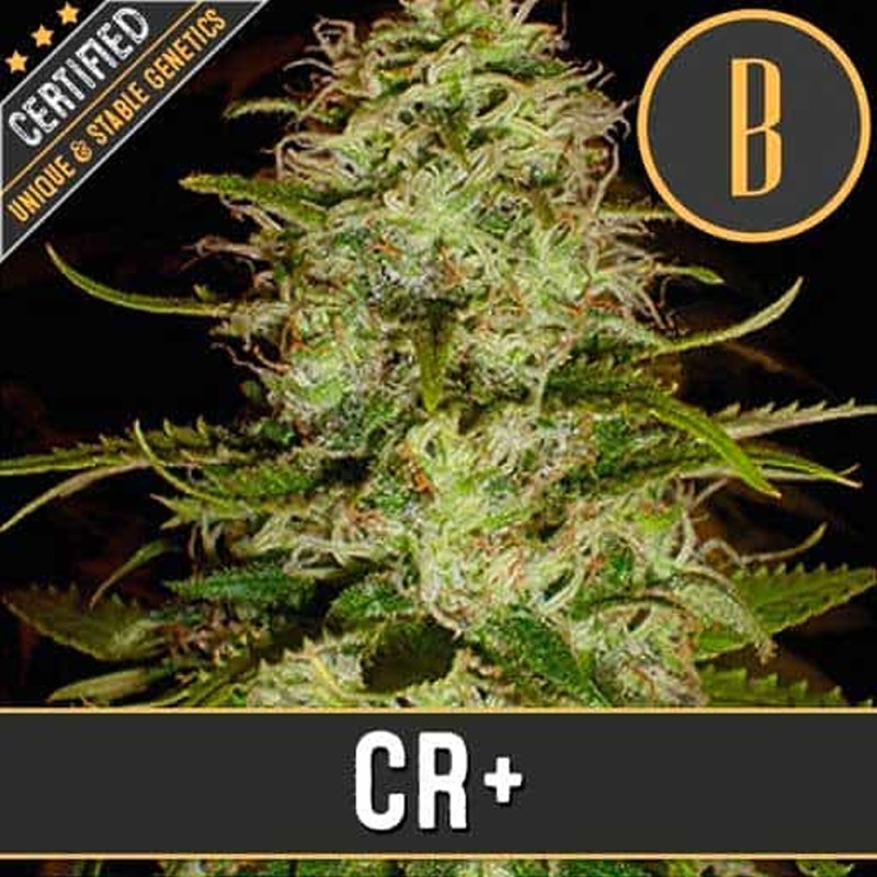CR+ · Blimburn Seeds · kaufen cannabis samen · Fem