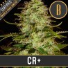 CR+ · Blimburn Seeds · graines de cannabis · Fem