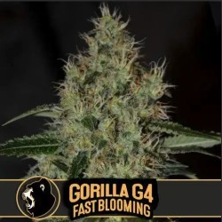 Gorilla Glue 4 FB · Blimburn Seeds · sementes de maconha · Fem