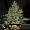 Gorilla Glue 4 FB · Blimburn Seeds · graines de cannabis · Fem