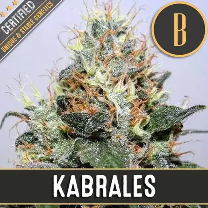 Kabrales · Blimburn Seeds · sementes de maconha · Fem