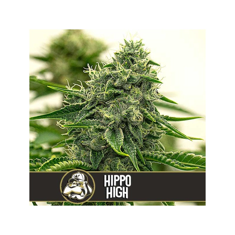 Hippo High · Blimburn Seeds · kaufen cannabis samen · Fem