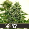 Hippo High · Blimburn Seeds · kaufen cannabis samen · Fem