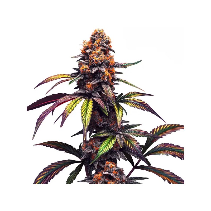 Mamba Negra CBG · Blimburn Seeds · kaufen cannabis samen · Fem
