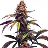 Mamba Negra CBG · Blimburn Seeds · kaufen cannabis samen · Fem