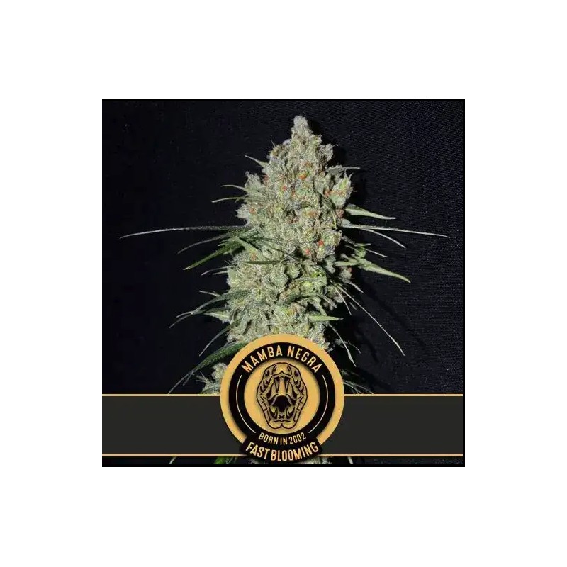 Mamba Negra FB · Blimburn Seeds · kaufen cannabis samen · Fem