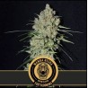Mamba Negra FB · Blimburn Seeds · sementes de maconha · Fem