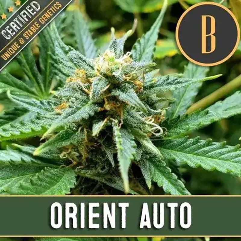 Orient Auto · Blimburn Seeds · kaufen cannabis samen · AutoFem