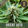 Orient Auto · Blimburn Seeds · kaufen cannabis samen · AutoFem
