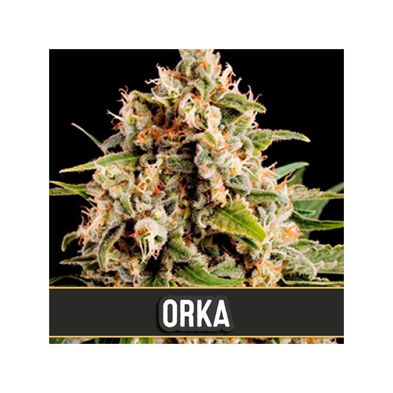 Orka · Blimburn Seeds · sementes de maconha · Fem