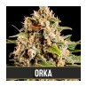 Orka · Blimburn Seeds · sementes de maconha · Fem