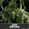 Silver Surfer Haze · Blimburn Seeds · graines de cannabis · Fem