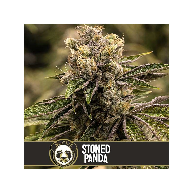Stoned Panda · Blimburn Seeds · sementes de maconha · Fem
