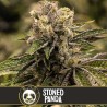 Stoned Panda · Blimburn Seeds · graines de cannabis · Fem