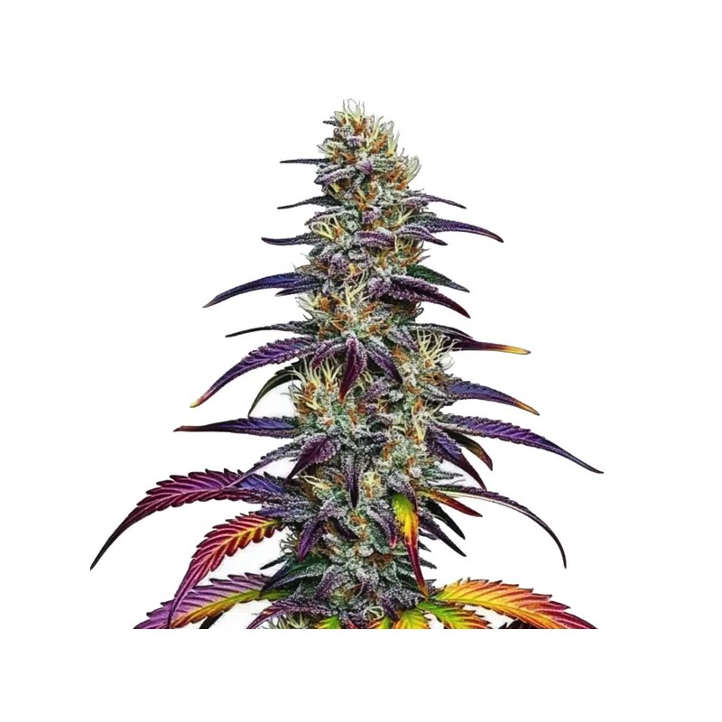 Blue Dream · Blimburn Seeds · kenevir tohum · Disi · Fem